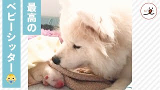 「お世話はおまかせ🐶 ✨ 」子犬を気遣うサモエドが優しすぎる😍❤️【PECO TV】