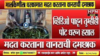 मालकिणीला घरकामात मदत करताना वानराची दमछाक । Viral Video । Hpn Marathi News