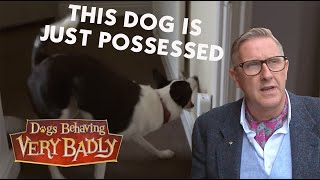 Our dog won’t stop chasing shadows | Dogs Behaving Very Badly