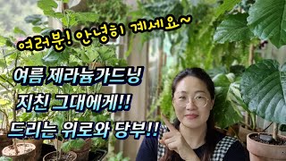 #pelargonium  여러분!! 안녕히 계세요~  여름 제라늄을 접고 싶어하는 그대에게 드리는 위로와 당부~