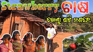 Strawberry farm in Bonda Ghati malkangiri  all odisha cycle traveller @Muexplorefan