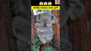 পৃথিবীর সবচেয়ে বোকা প্রাণী l Stupid animal in the world l Koala l #shorts