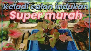 Promo keladi super rumpun calon induk @3pot 50k || +6282111106381