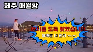 제주도낚시 |제주 애월항에는 한치도둑이 있습니다... 조심들하세요~순식간에 사라짐....