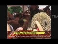 REPORTASE - Pesta Durian Ricuh Akibat Tak Terkordinir