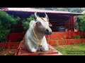 শুৱালকুছিৰ ঐতিহাসিক সিদ্ধেশ্বৰ দেৱালয় siddheshwar temple sualkuchi...