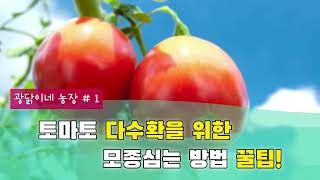 토마토 다수확을 위한 모종심는 꿀팁!!