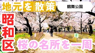 【鶴舞公園の桜】名古屋随一のお花見スポットを散策！2024年4月2日撮影