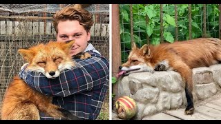 Wild Fox Becomes A Faithful Friend To A Man That Saved Him From A Fur Farm.