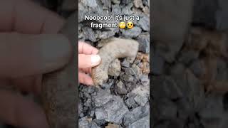 Can you see the keel of the Ammonite peeking out of the fresh cliff fall? 🤔⁉️ #fossilhunting #shorts