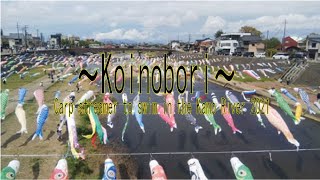 ～Koinobori～ Carp streamer to swim in the Kamo River 2021