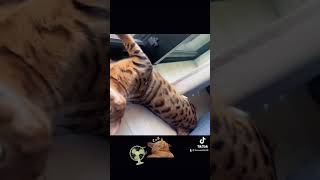 お昼寝猫🐱 #ねこ #猫動画 #ねこ動画 #猫 #ベンガル #テオセオ