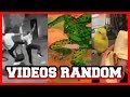 VIDEOS RANDOM #2 |  JHANPHY
