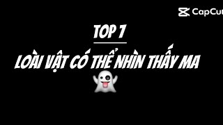 Top 7 loài vật có thể nhìn thấy ma 👻