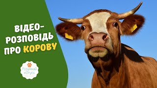 🐮Розповідь про корову для дітей, та дорослих ✨ Цікаві факти про корову відео з картинками 💗