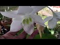 amazon lily eucharis grandiflora lily star of bethlehem lily in bloom