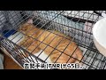 去勢手術 tnr 後、心閉ざした猫。 さくらねこ 72