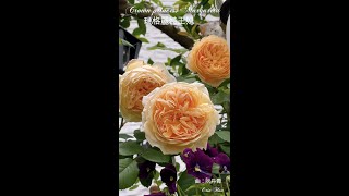 David Austin Rose-Crown Princess Margareta 瑪格麗特王妃クラウンプリンセスマルガリータ#バラ#英國玫瑰#rose