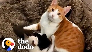 Cat Cares For His New Sister's Kittens After She Gives Birth | The Dodo