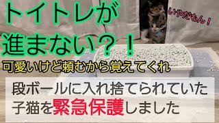 【緊急保護17日目】マシュのトイレ事情。ある意味どこでも出来る自由奔放な猫に育ってます。少し寄り道して育ってるマシュ。それも可愛いんです#子猫 #子猫の成長記録 ＃保護猫＃緊急保護＃トイレトレーニング