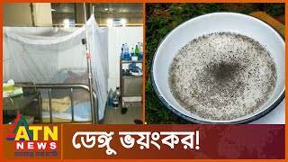 ডেঙ্গুর ভয়াবহ বিস্তার এখন যেমন | Dengue Virus | Aedes Insects | Adis Mosha | ATN News