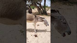 #animals #donkey #jesuschrist #youtubeshorts