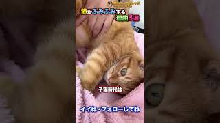 猫がふみふみする理由3選 #Shorts