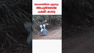 ലോകത്തിലെ ഏറ്റവും അപൂർവമായ പക്ഷികളിൽ ഒന്നാണ്.#facts #kerala #ytshorts #kagu #malayalam #news #mallu