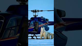 Tiny Polar Bear's Heartwarming Rescue!