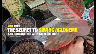 The Secret to Saving chines evergreen(aglonema)  and Propagating with Stem Cuttings! PART 1