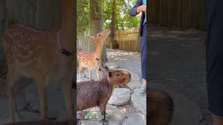 宜蘭水岸-森林物語動物園區#宜蘭最新動物農場