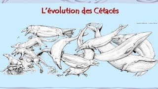 Origine et évolution des baleines et des dauphins