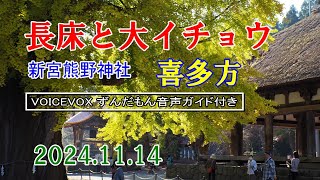 20241114新宮熊野神社　長床と大イチョウ　VOICEVOXずんだもん音声ガイド付き