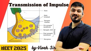 Transmission of Impulse || neural control and Coordination class 11 || by-Vivek Sir