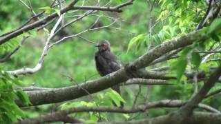 ヒヨドリ（Brown-eared Bulbul）：木の上での毛づくろい｜野鳥｜摂津峡（大阪北摂　高槻市）