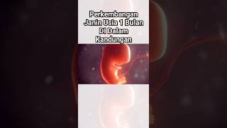 perkembangan Janin Usia 1 Bulan Di Dalam Kandungan. #babyshorts #baby