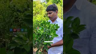 വീട്ടിൽ സൗഭാഗ്യം കൊണ്ട് വരാൻ ബുഷ് ഓറഞ്ച്  Razeen Exotic  Fruits Garden Malappuram