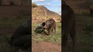 Long'uro, the elephant without a trunk, learning to graze by kneeling down