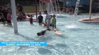 The Buzz: Pooch Plunge 2015