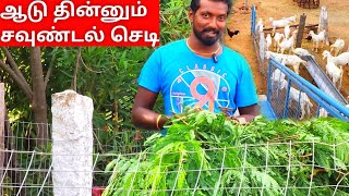 ஆடு வளர்க்க ஆசையா அப்போ பாருங்க☘️ | Goat farming | Goat Feeder | NG