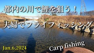 都内の柳瀬川で鯉を狙う！！/夫婦でフライフィッシング/Carp fishing/2024.1.6/fly fishing