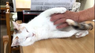 お腹をさすられて身悶えして喜ぶそば処大むらの猫がかわいらしすぎる A cat writhing and delighted when its belly is rubbed is too cute.