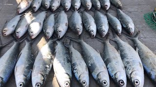 The Best Fishing Spot For Milkfish In Abu Dhabi