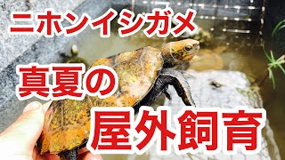 夏のカメ屋外飼育における注意点解説！暑さ対策は○○で！