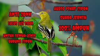 MP3 Suara Pikat Semua Jenis Cipoh sudah di uji coba dijamin ampuh 100%