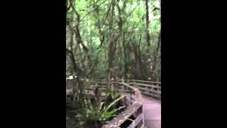 Liveleak An Interesting Walk Gets Unexpected Visitor