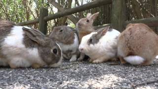 E160326C うさぎ島 【RabbitIsland】 春休みのうさぎ島⑤