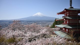 【車中泊】山中湖と富士吉田エリアで春を楽しむ車中泊【フリードプラス】