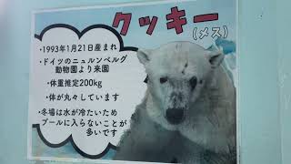 ホッキョクグマのクッキーさん　お魚全部見つかった？　のんほいパーク　2025年2月7日　IMG 1946