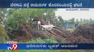 Heavy Rain, Wind Uproots Huge Banyan Tree In Ramadurga, Belagavi